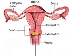 Loop Biopsy Illustration